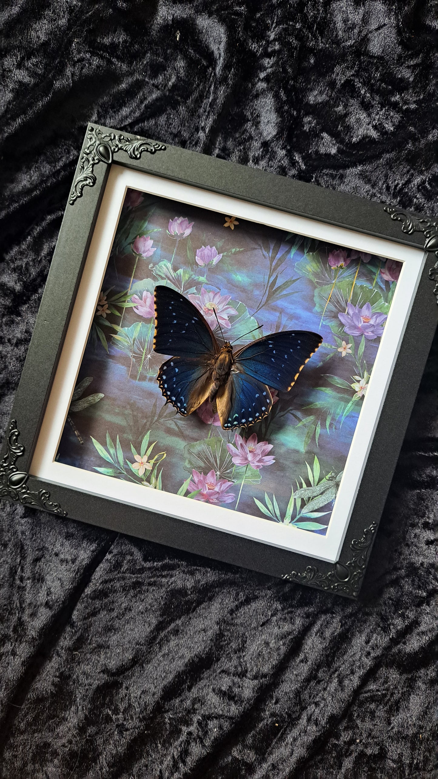 Common Blue Charaxes Framed