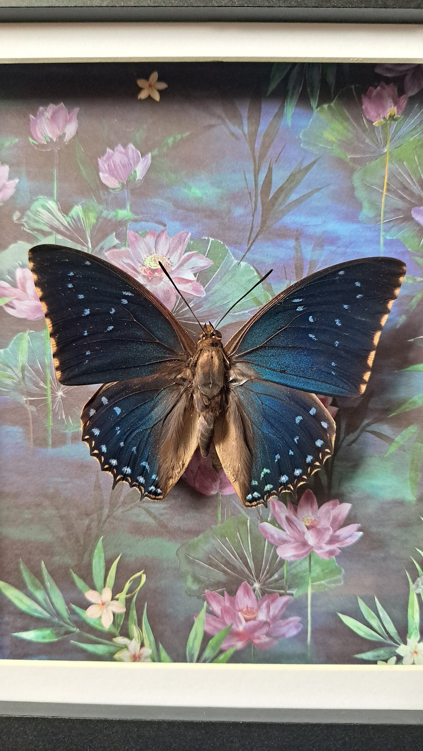 Common Blue Charaxes Framed
