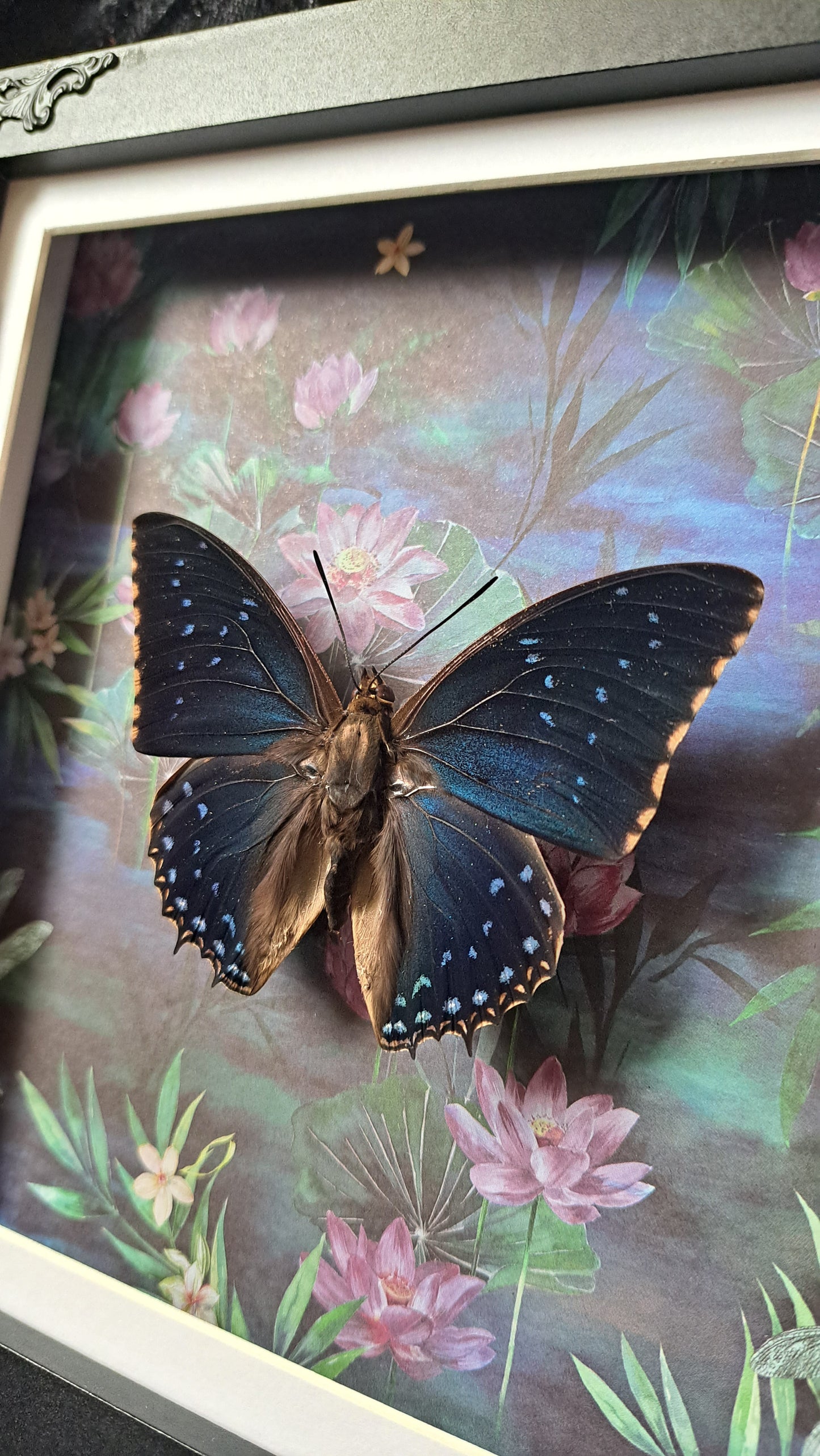 Common Blue Charaxes Framed