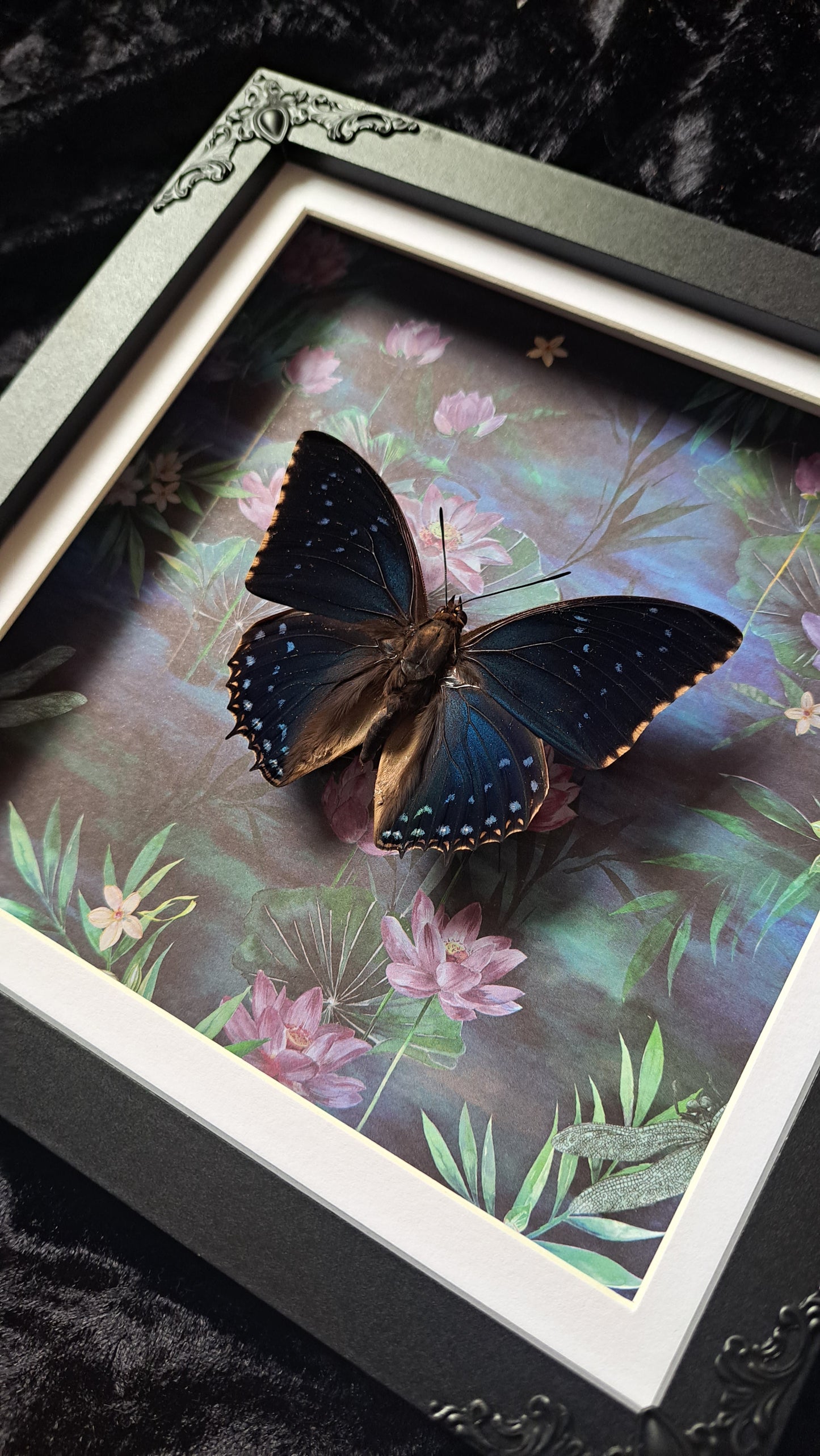 Common Blue Charaxes Framed