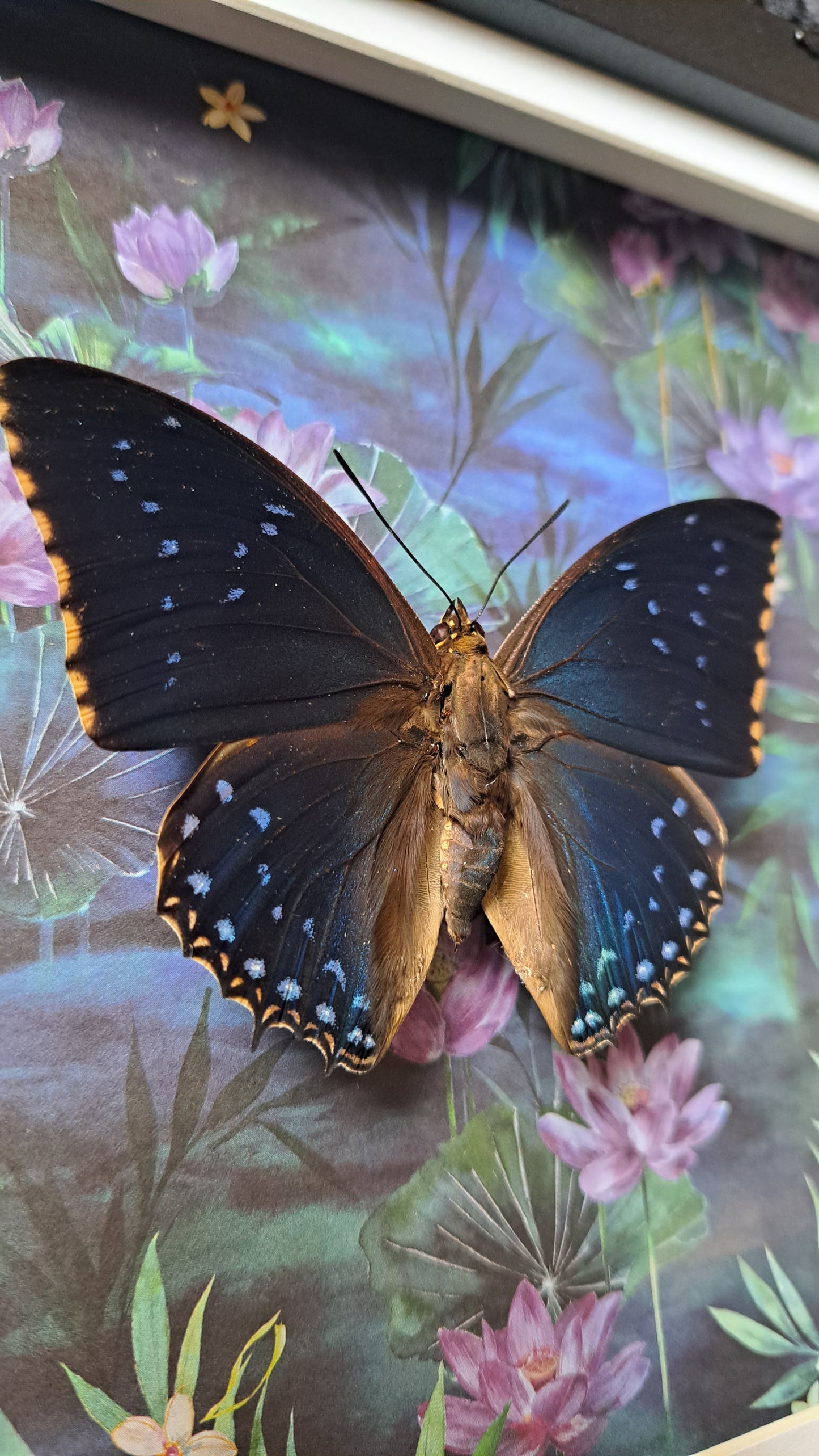 Common Blue Charaxes Framed