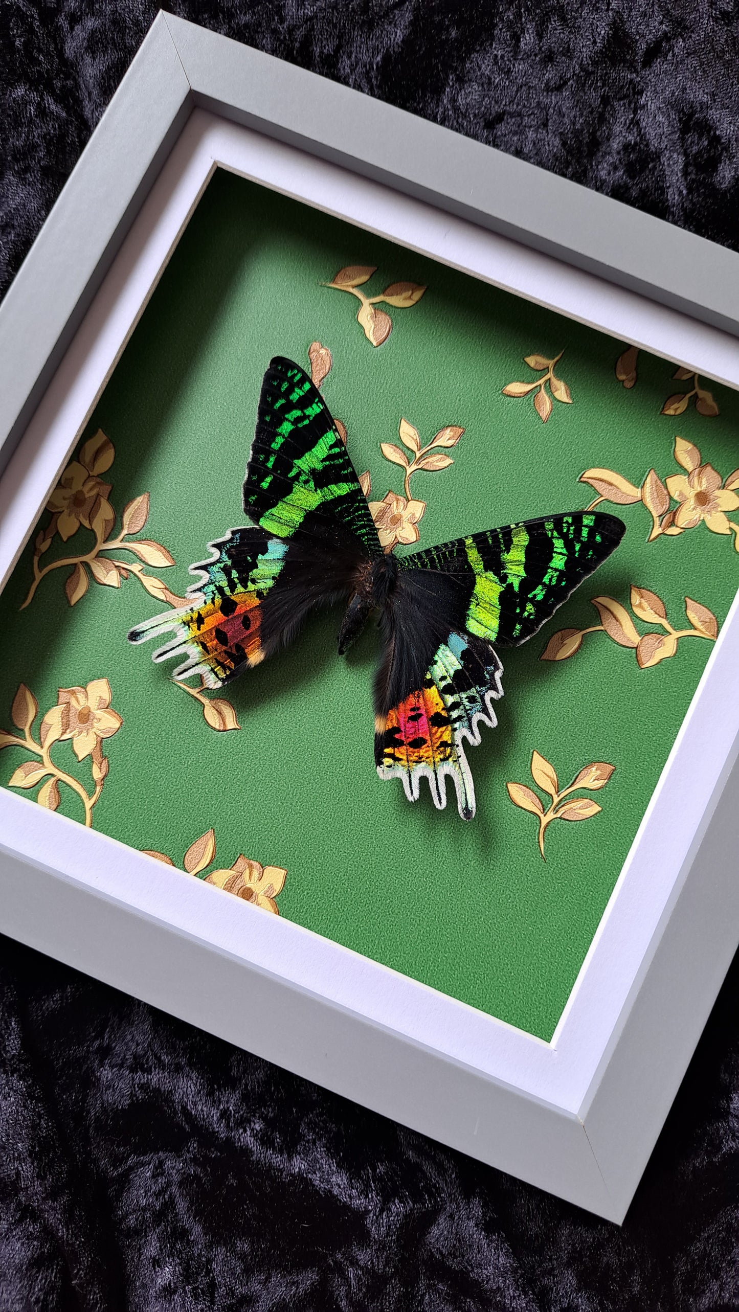 Madagascar Sunset Moth VERSACE Print Framed