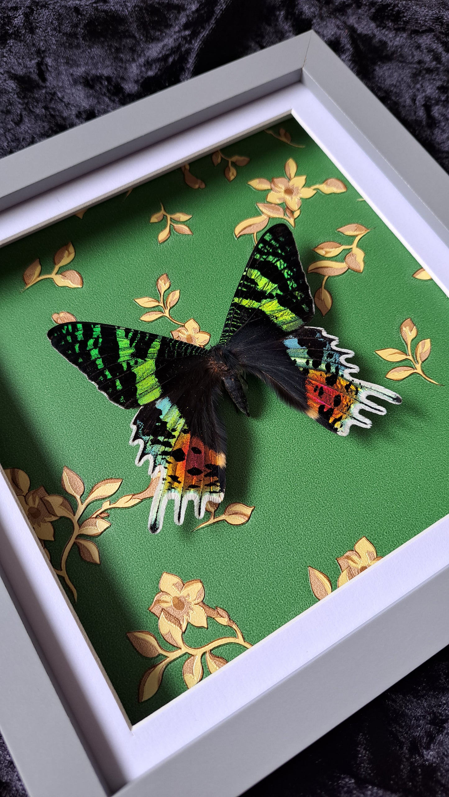 Madagascar Sunset Moth VERSACE Print Framed