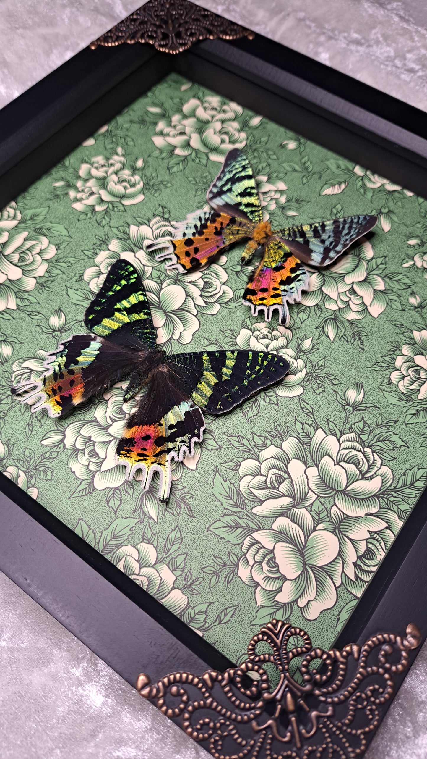 Madagascan Sunset Moth Pair Framed