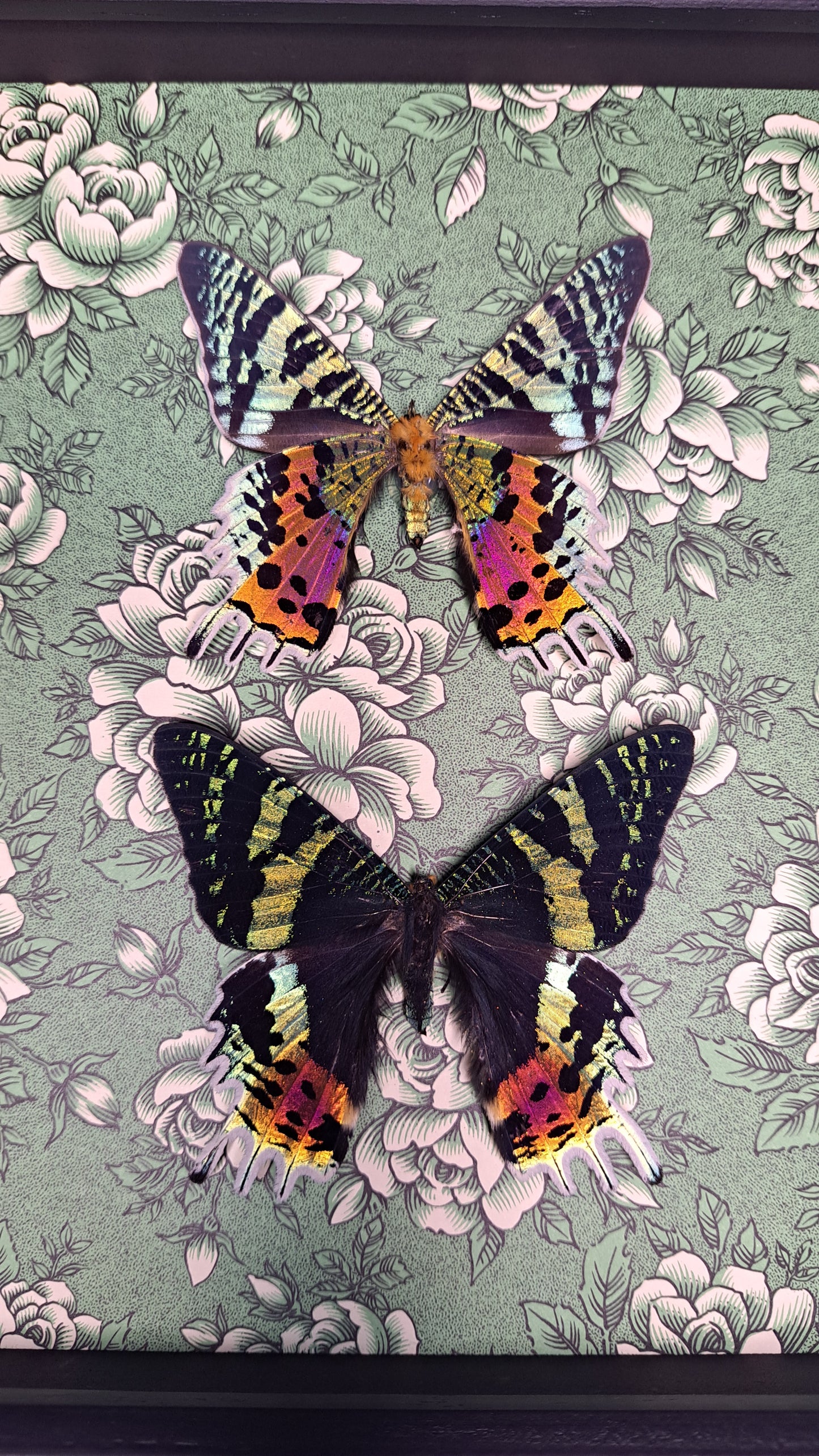 Madagascan Sunset Moth Pair Framed