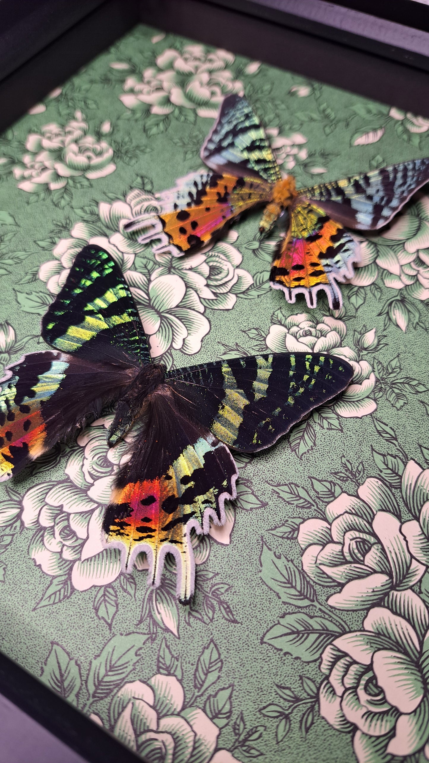 Madagascan Sunset Moth Pair Framed