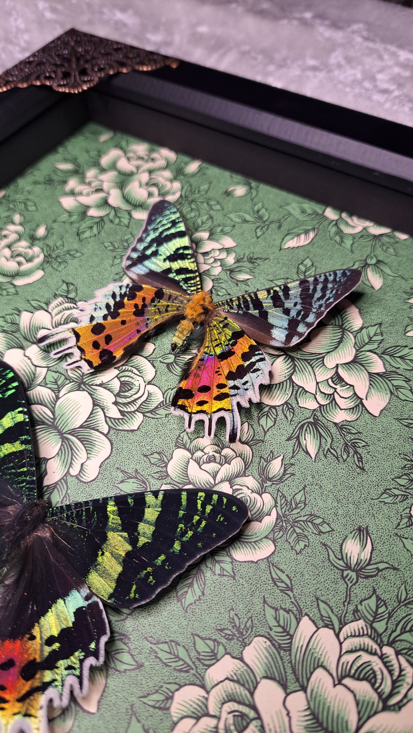 Madagascan Sunset Moth Pair Framed