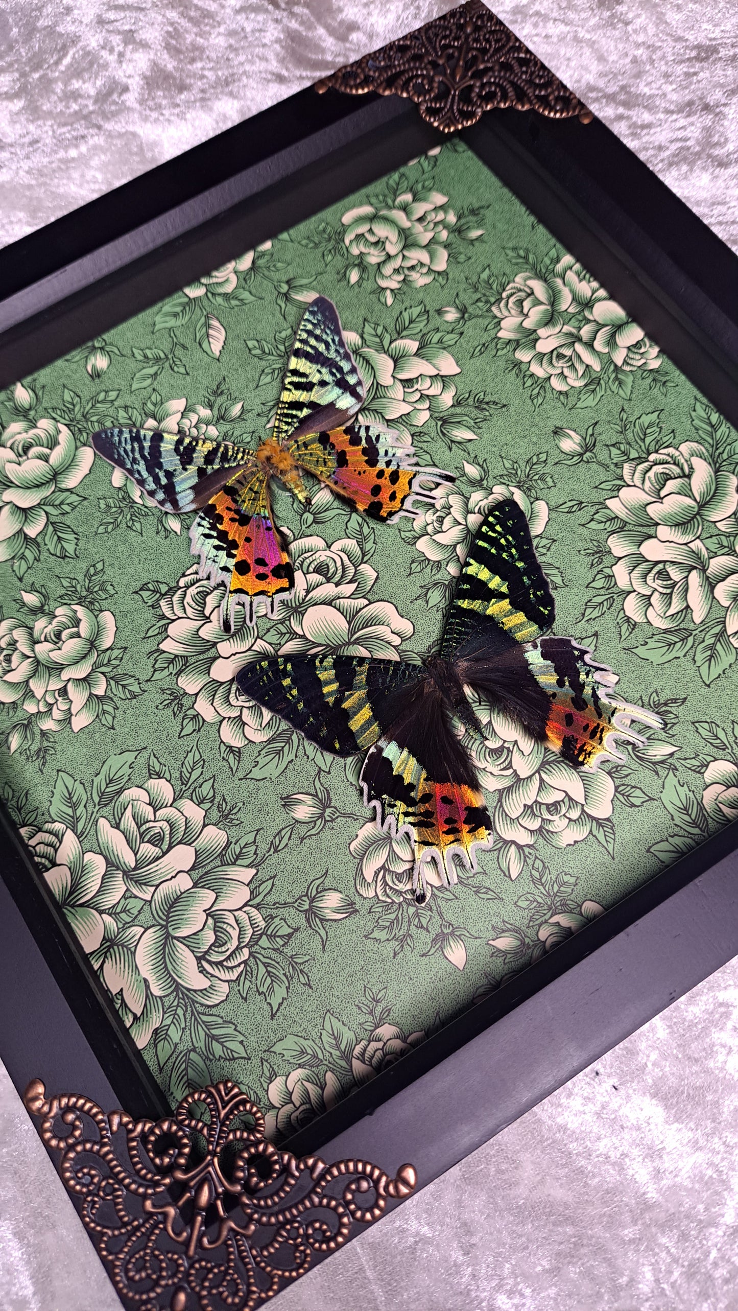 Madagascan Sunset Moth Pair Framed