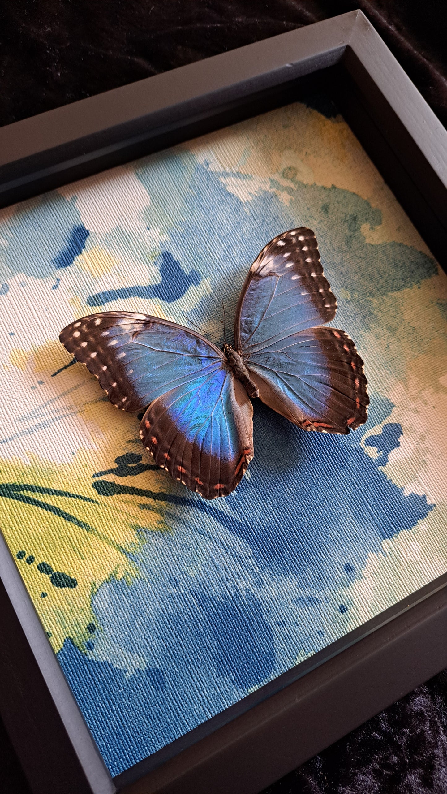 Blue Morpho Framed II
