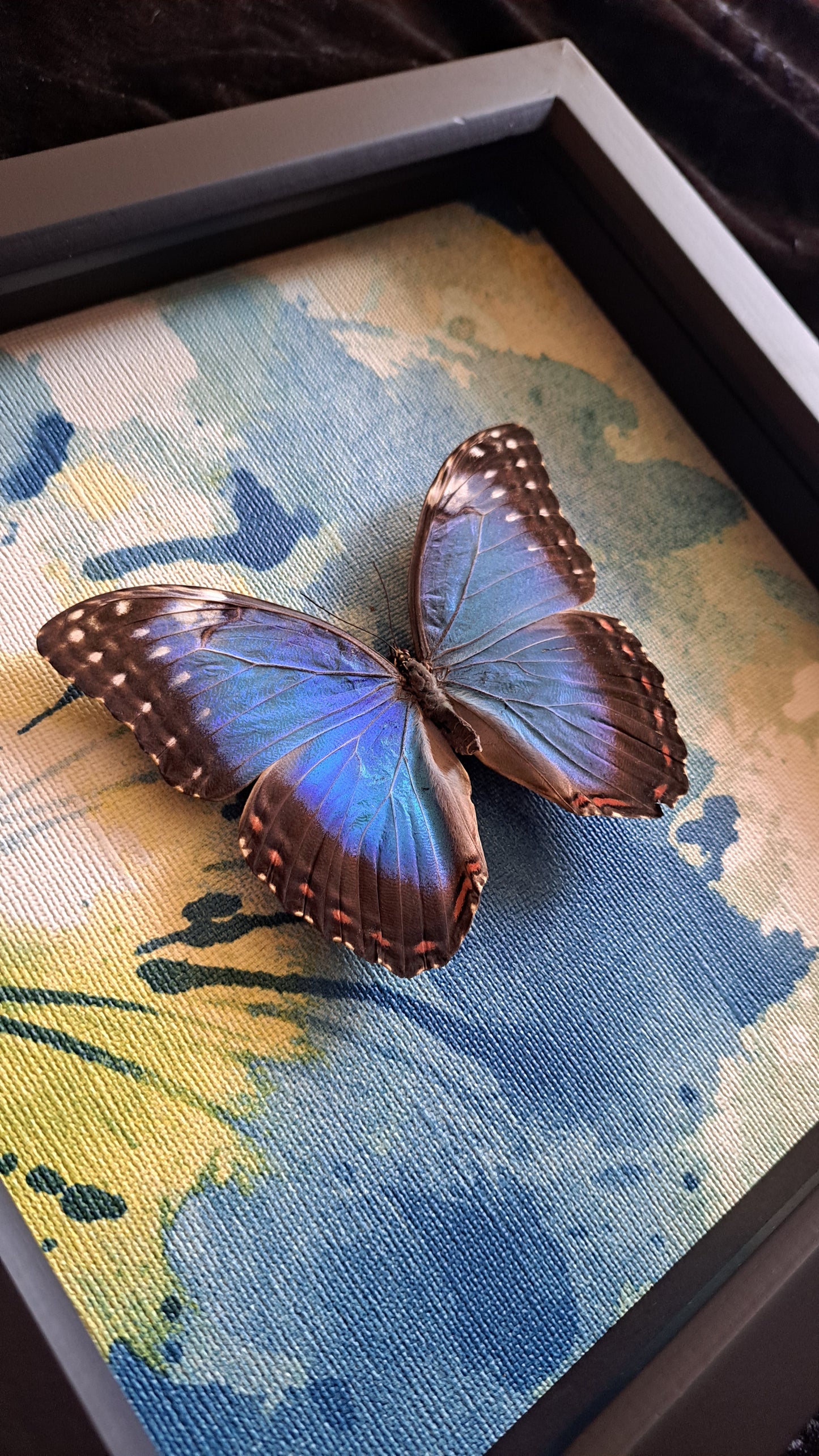 Blue Morpho Framed II