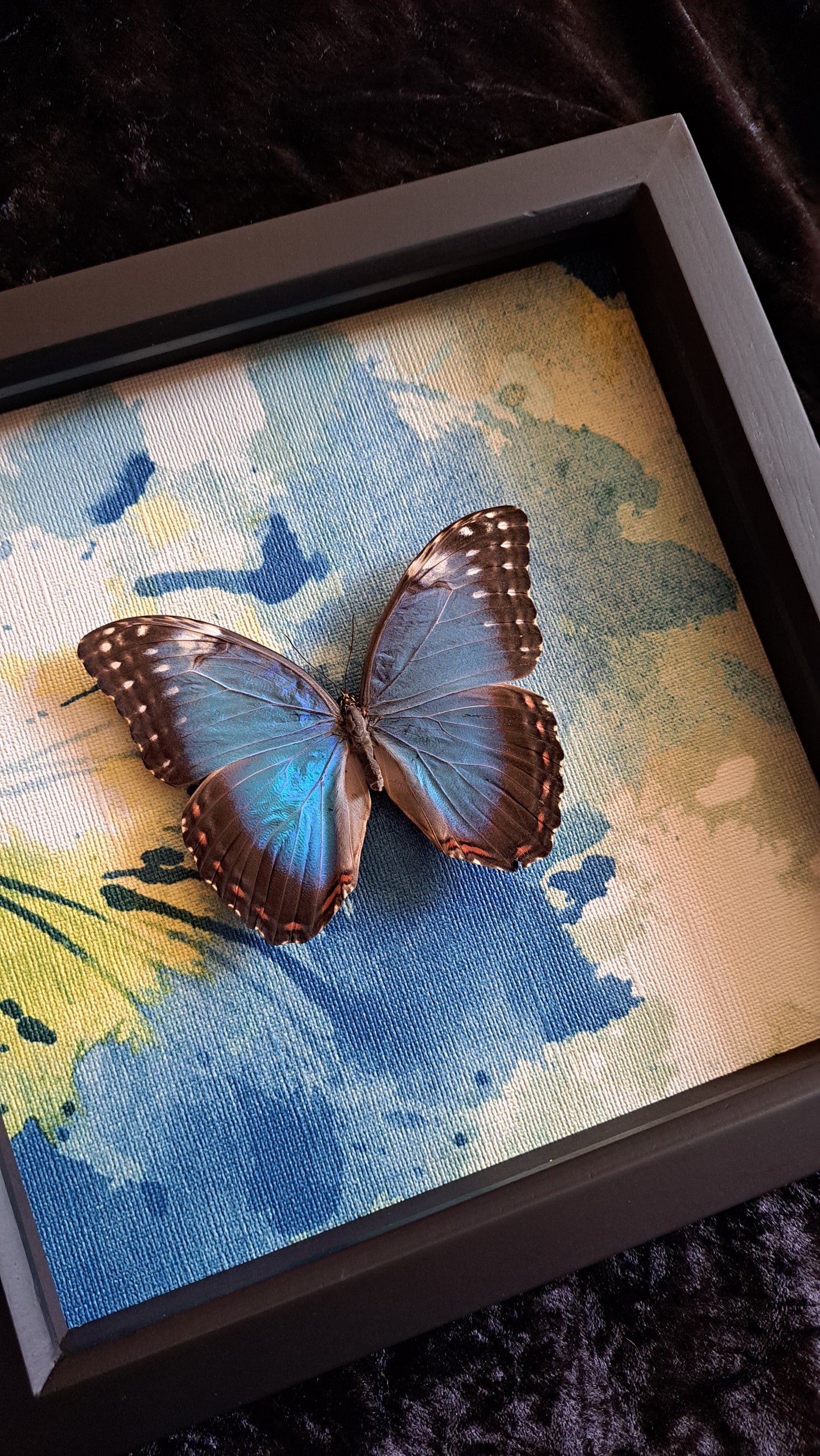 Blue Morpho Framed II