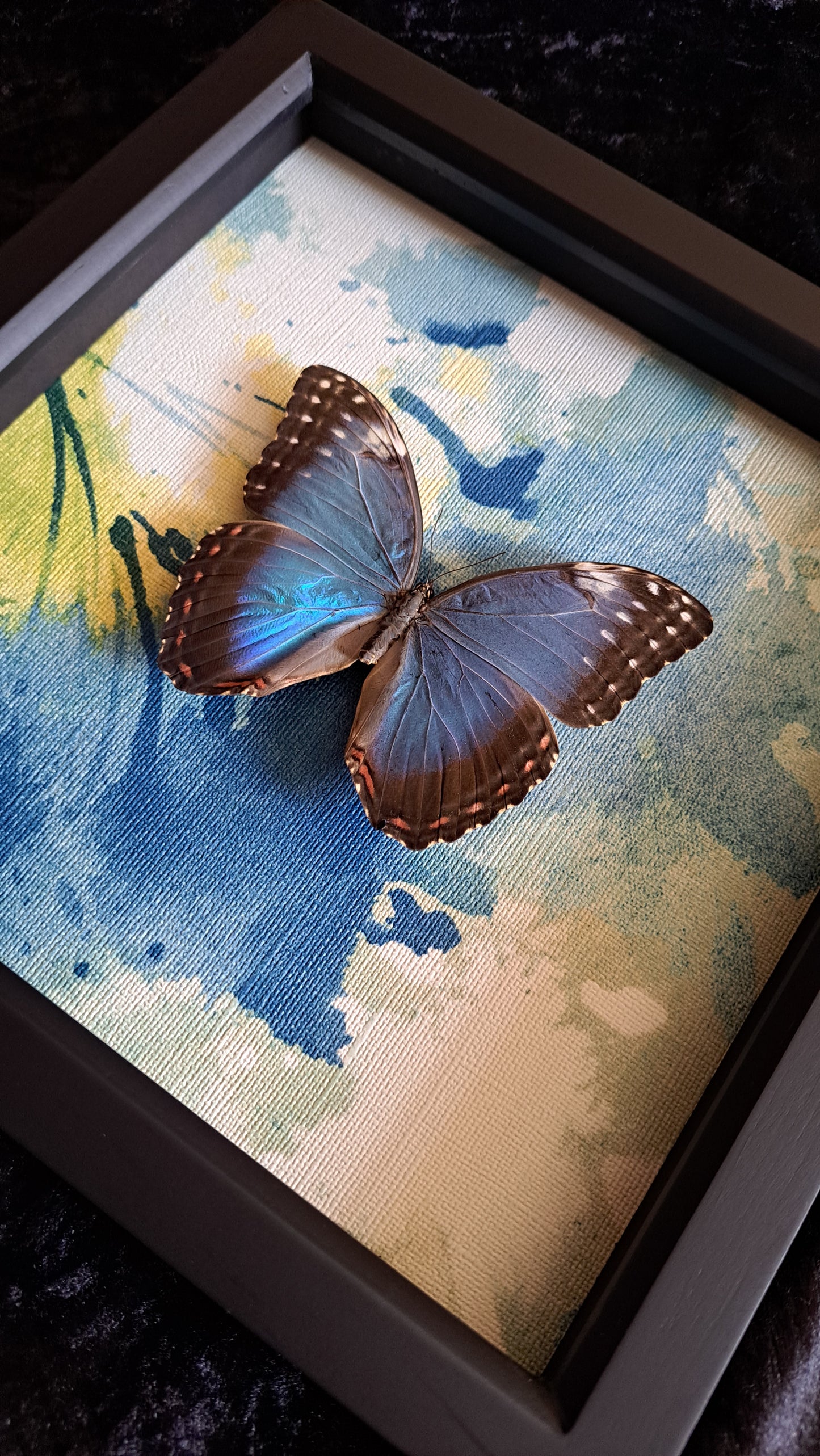 Blue Morpho Framed II