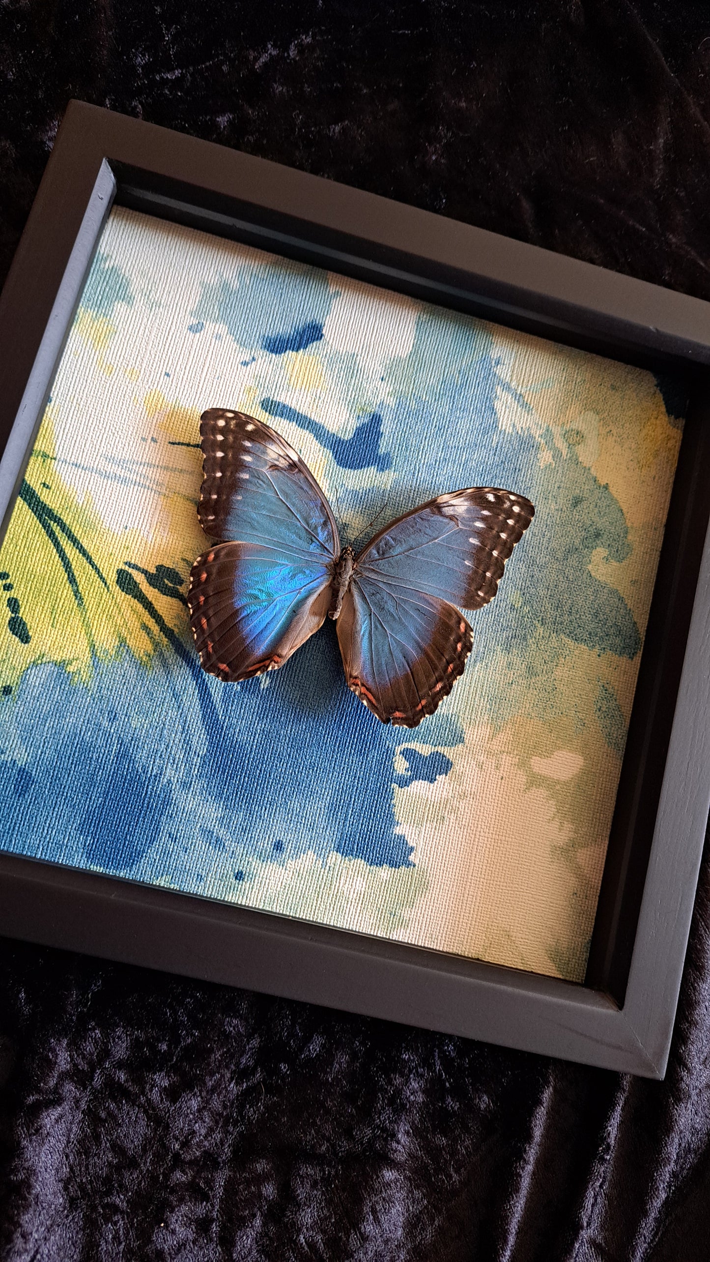 Blue Morpho Framed II