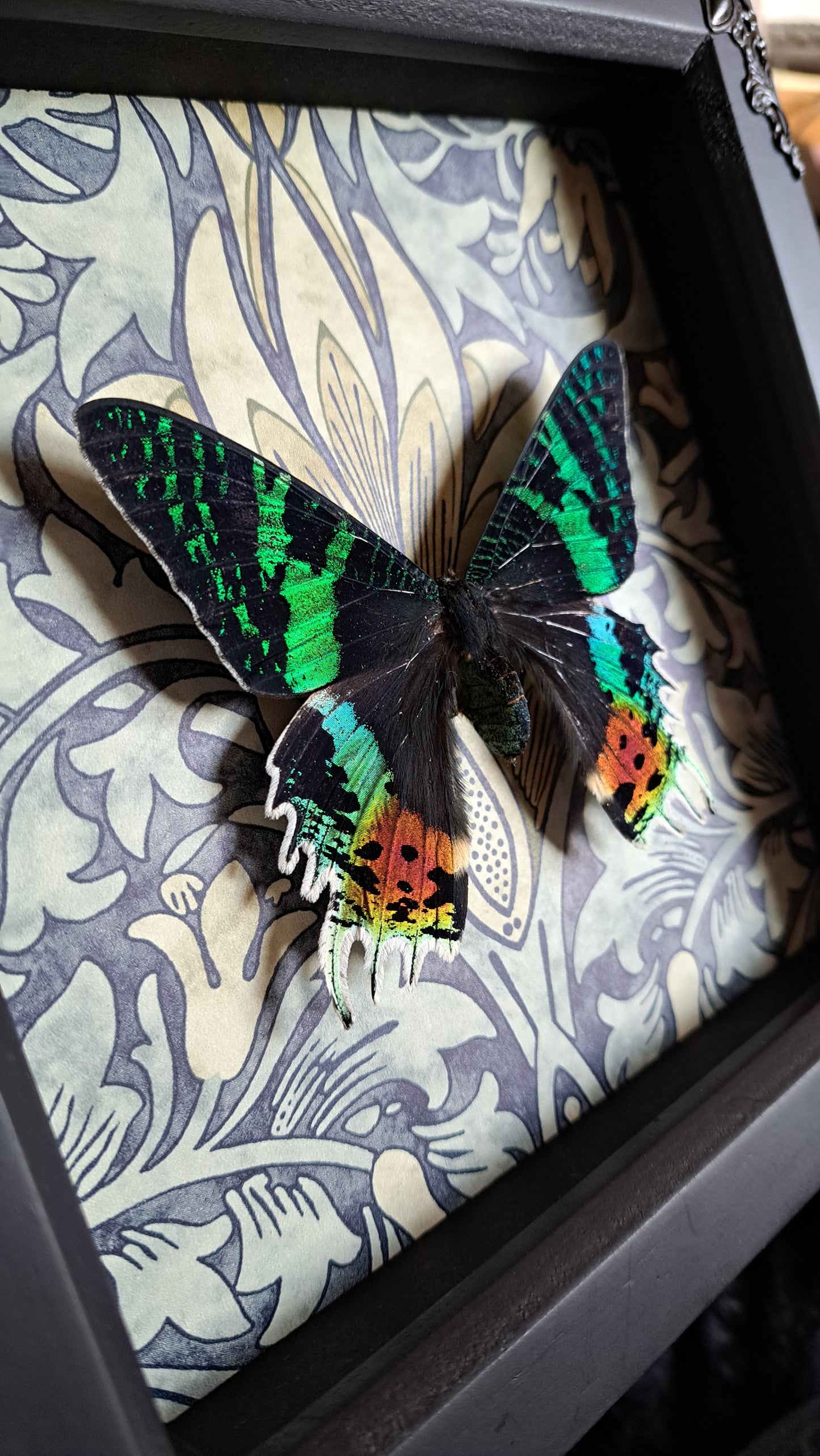 Madagascan Sunset Moth Framed
