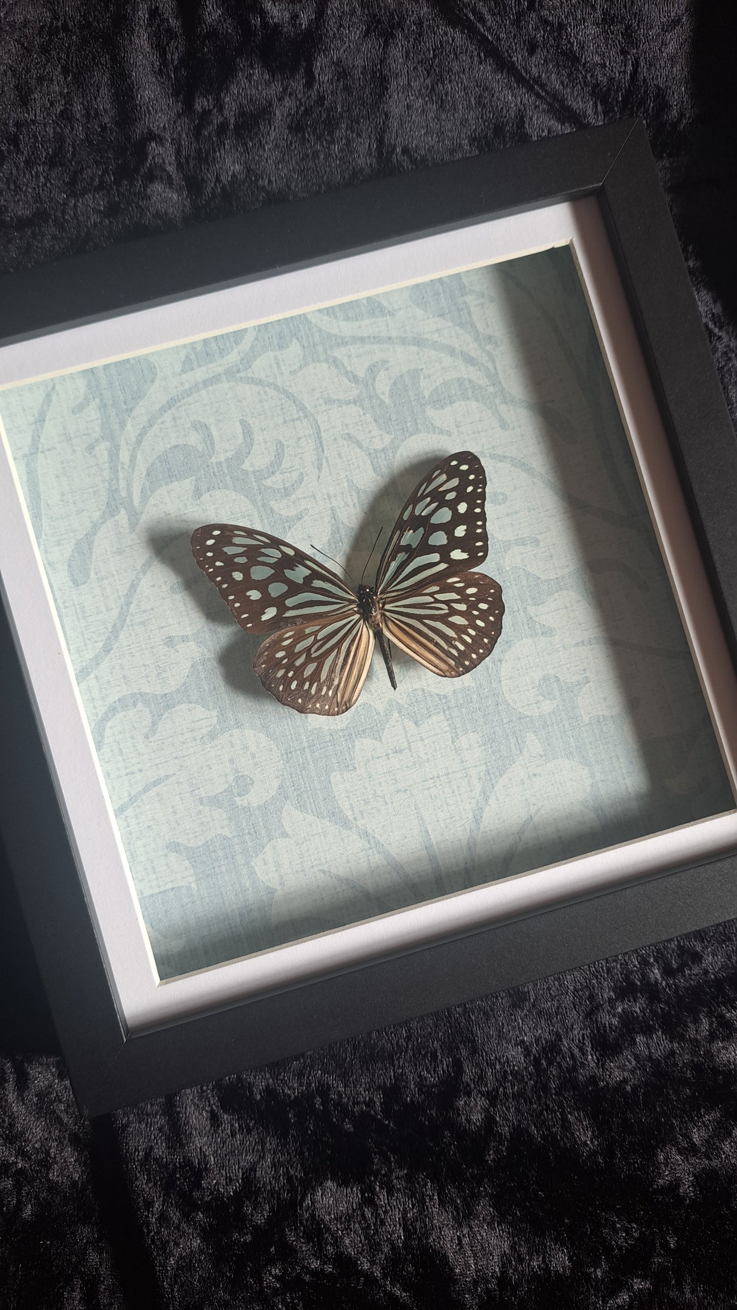 Blue Glassey Tiger Framed