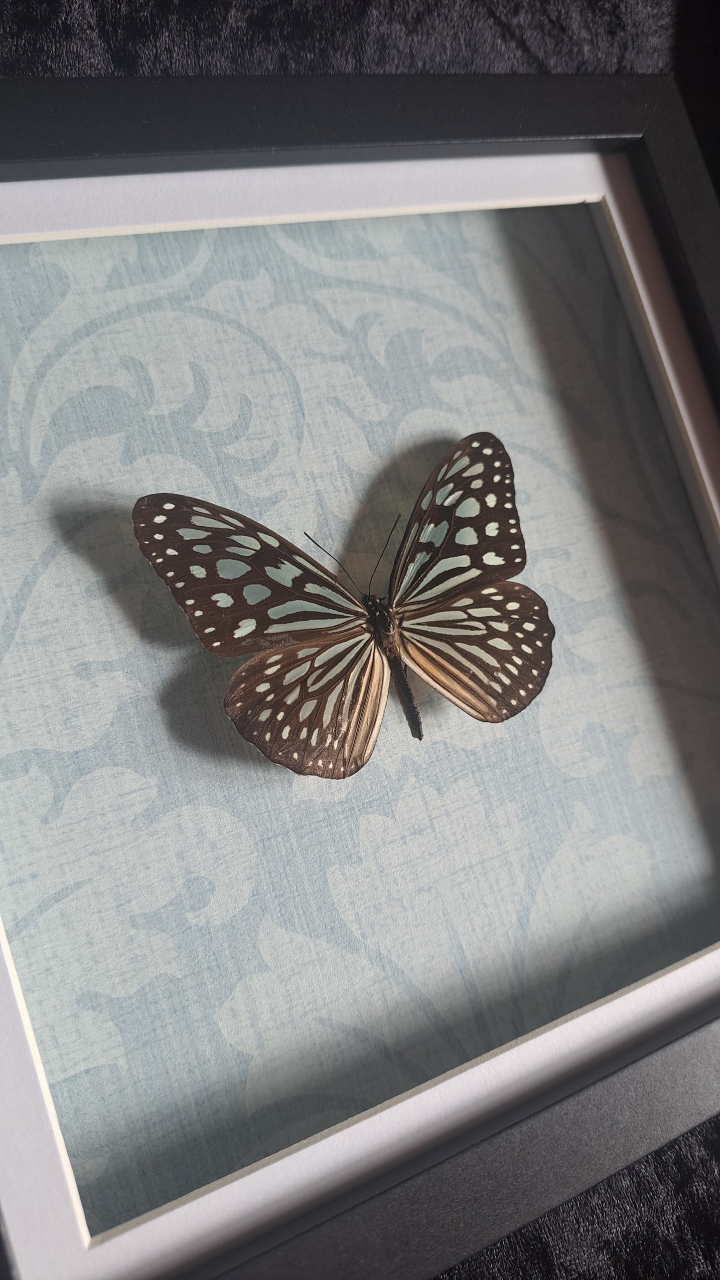 Blue Glassey Tiger Framed