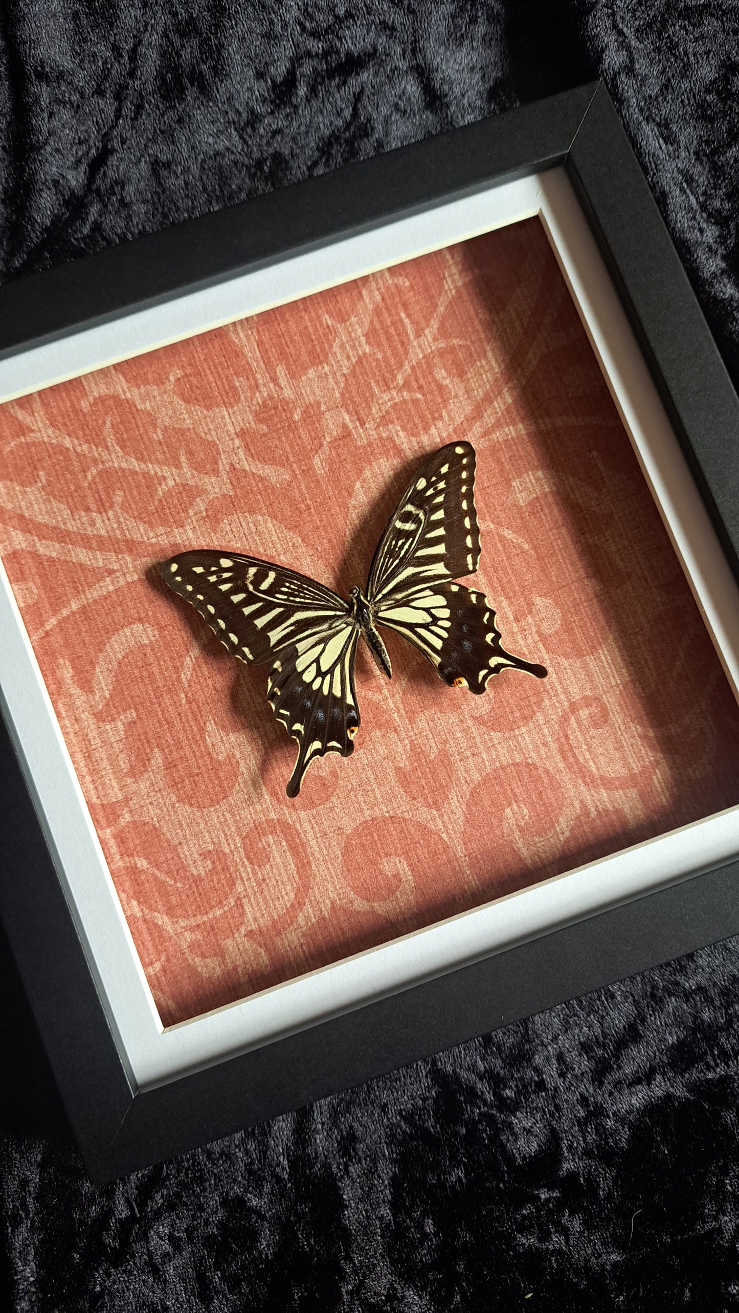Asian Swallowtail Framed