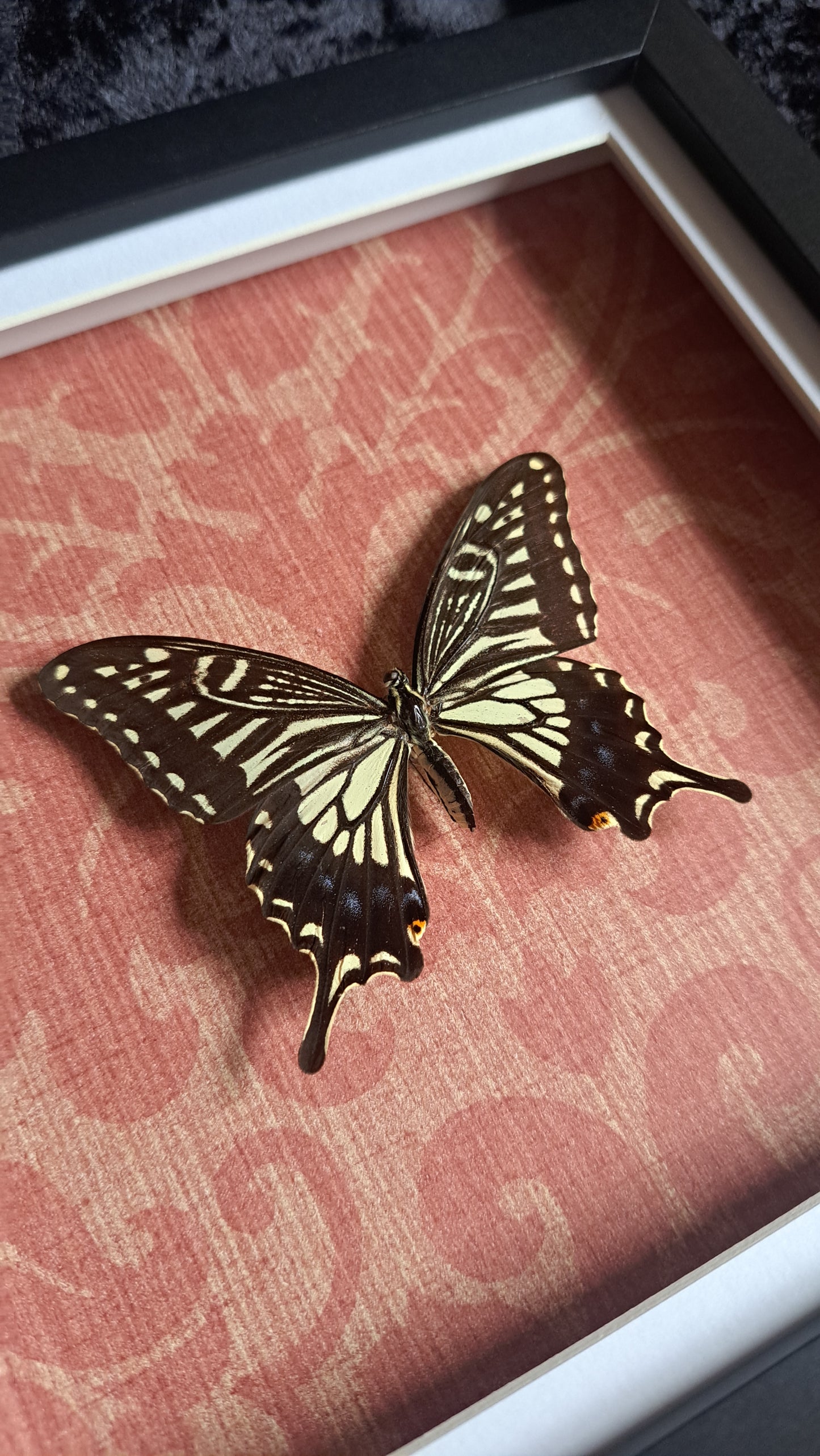 Asian Swallowtail Framed