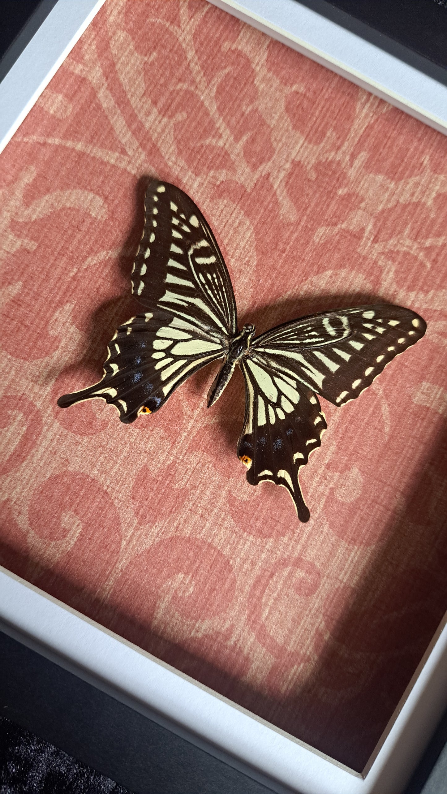 Asian Swallowtail Framed