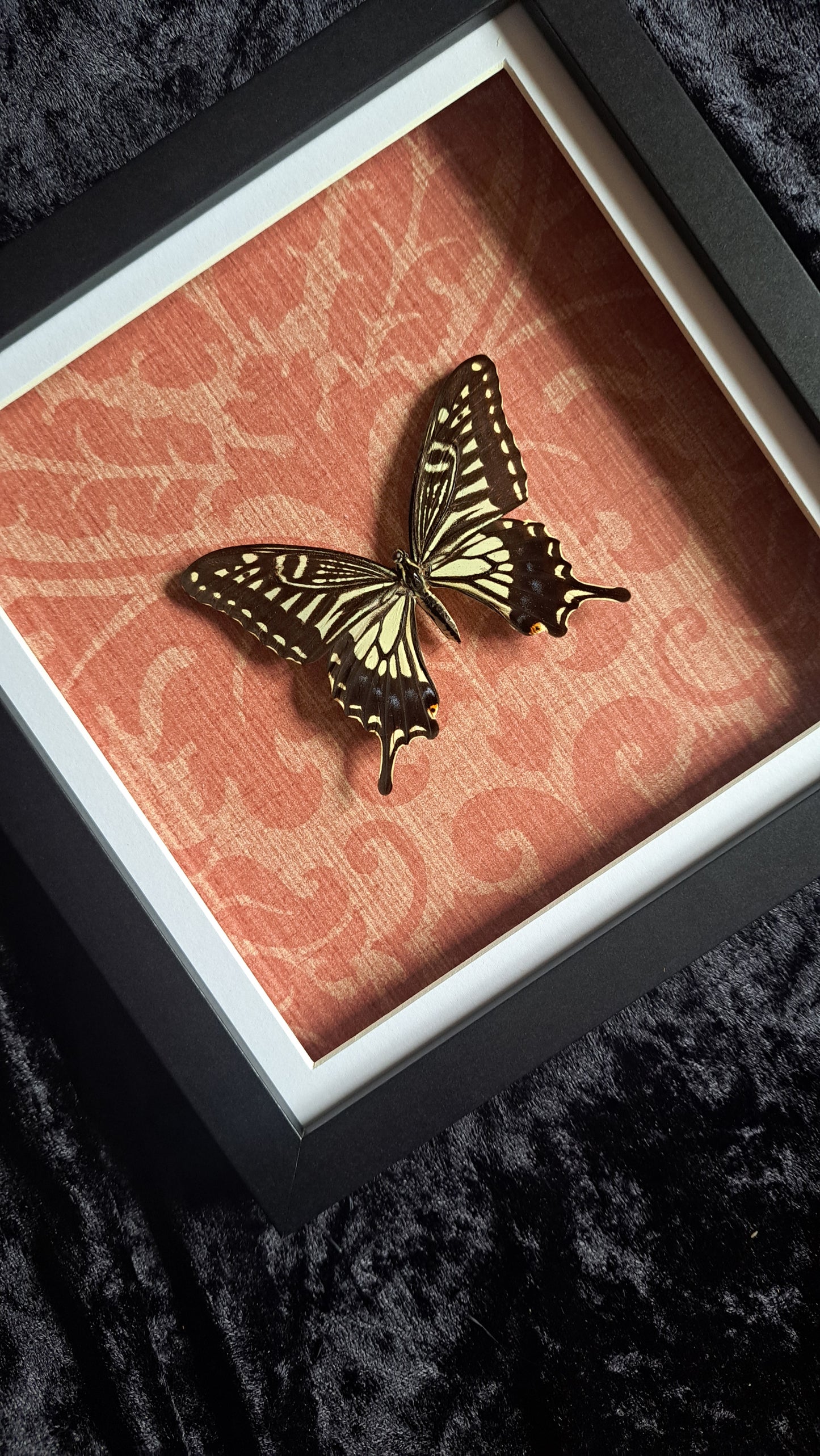 Asian Swallowtail Framed