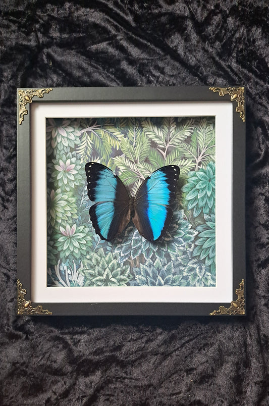 Blue Morpho Framed