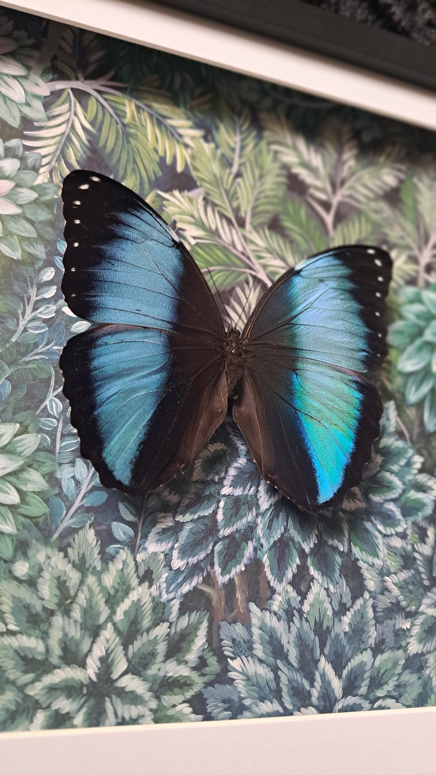 Blue Morpho Framed