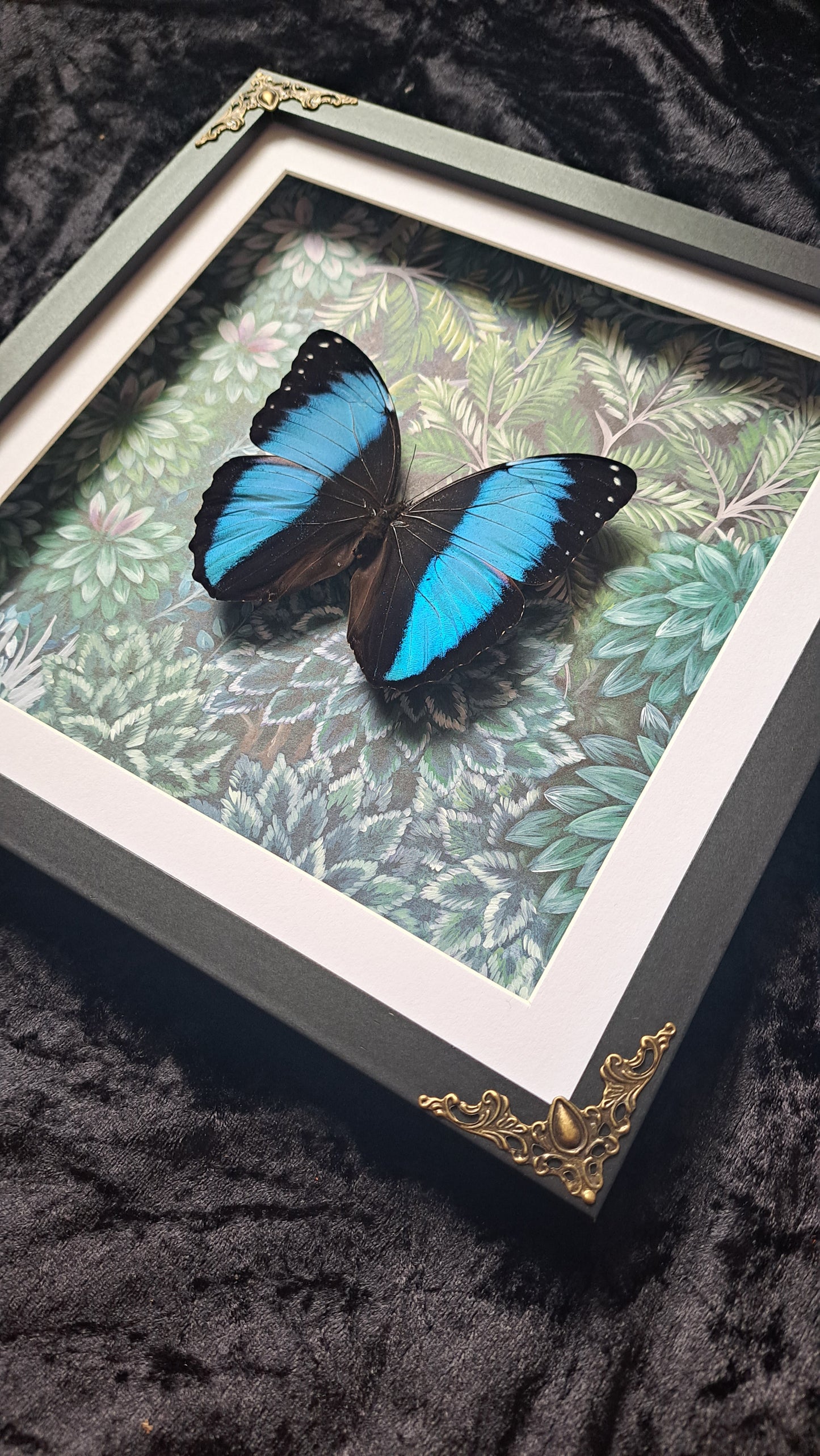 Blue Morpho Framed