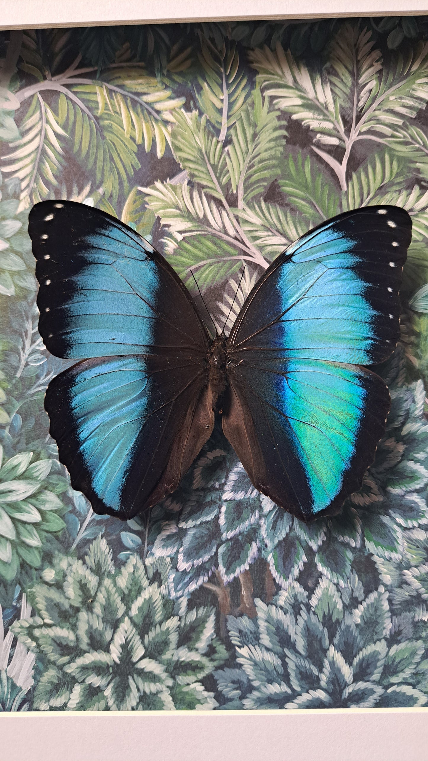 Blue Morpho Framed