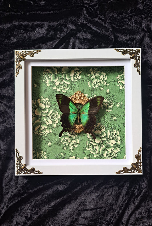 Green Swallowtail Framed