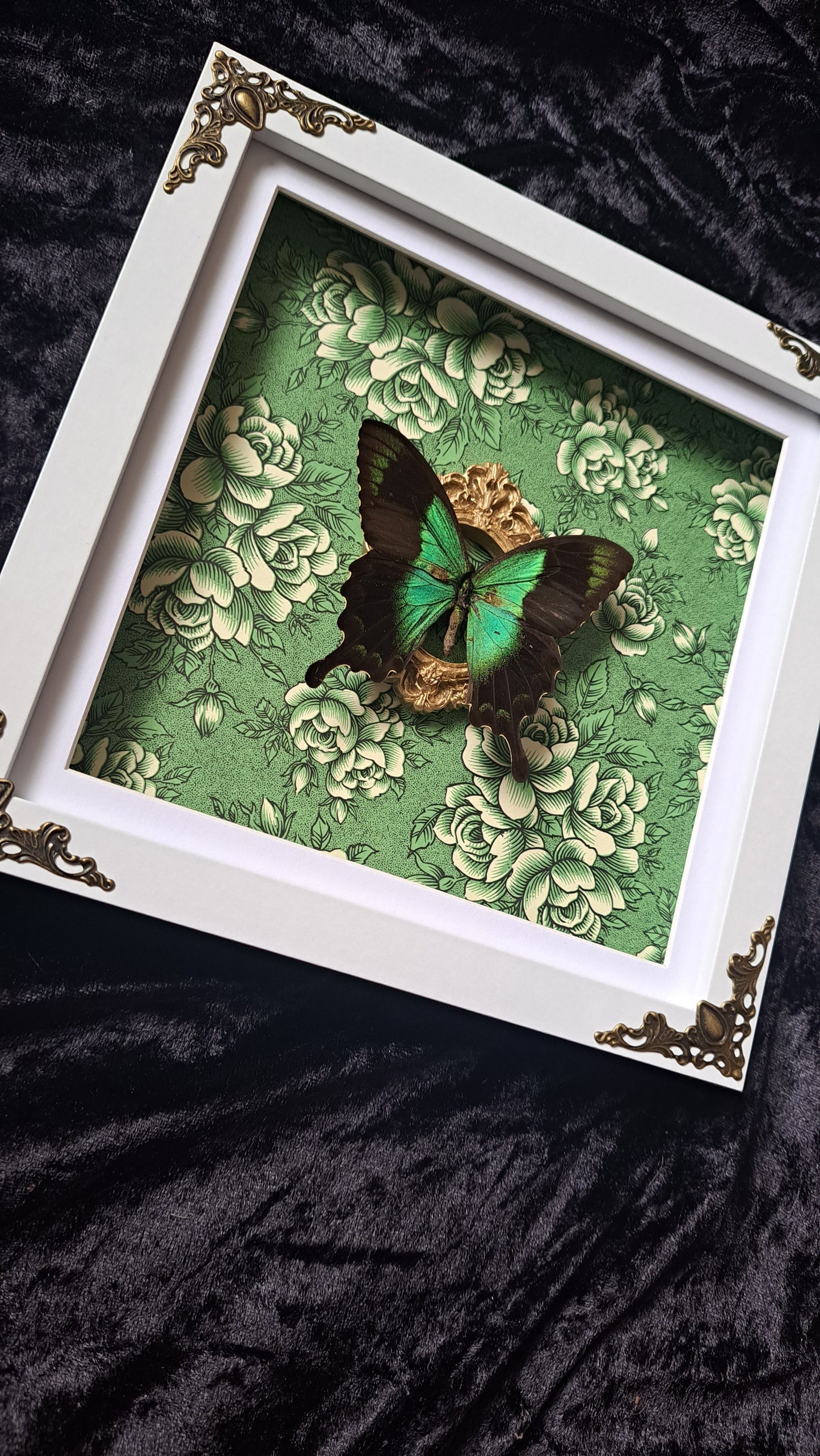 Green Swallowtail Framed