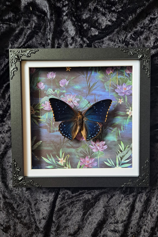 Common Blue Charaxes Framed