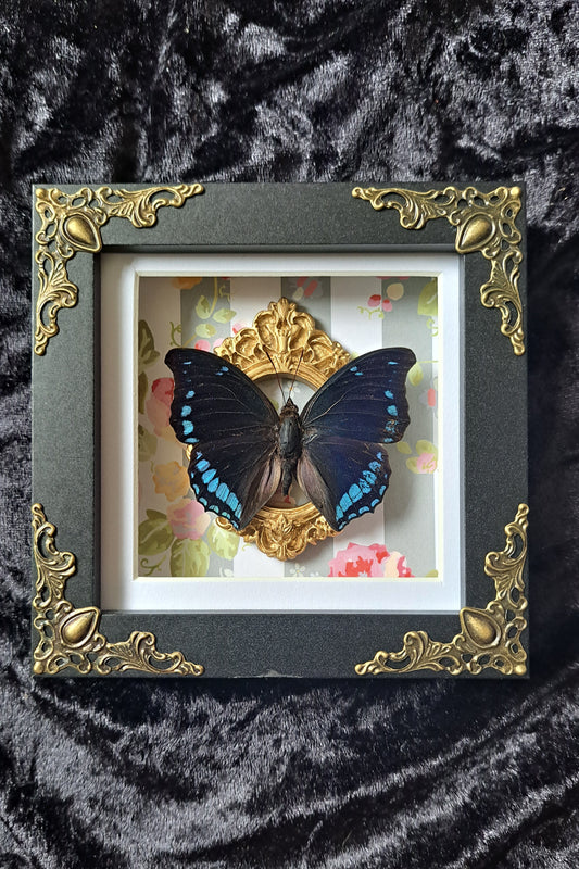 Scarce Forest Emperor Framed