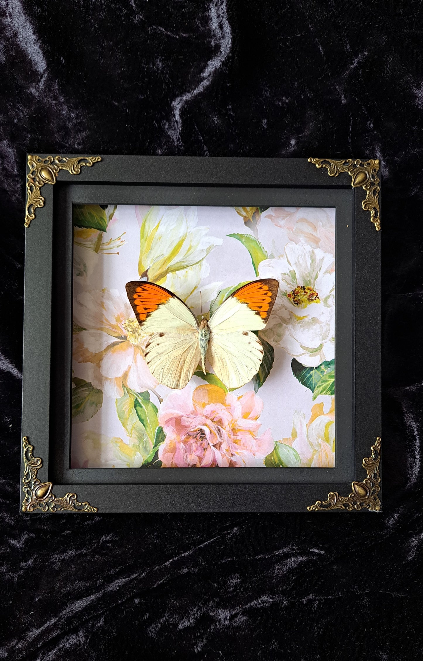 Giant Orange Tip Framed