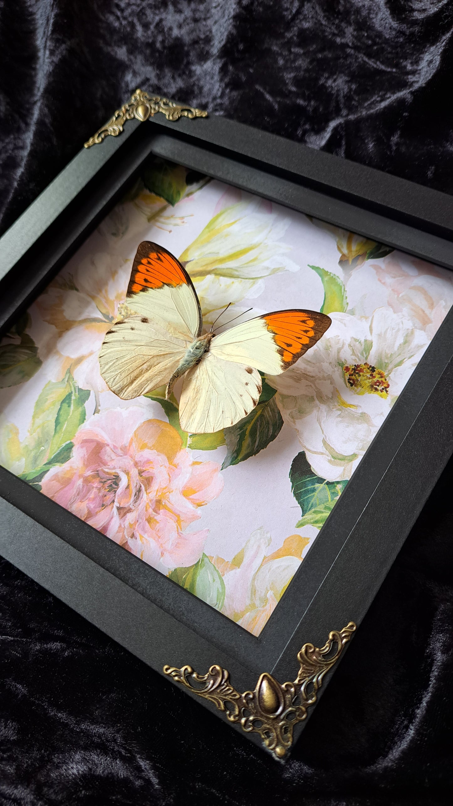 Giant Orange Tip Framed