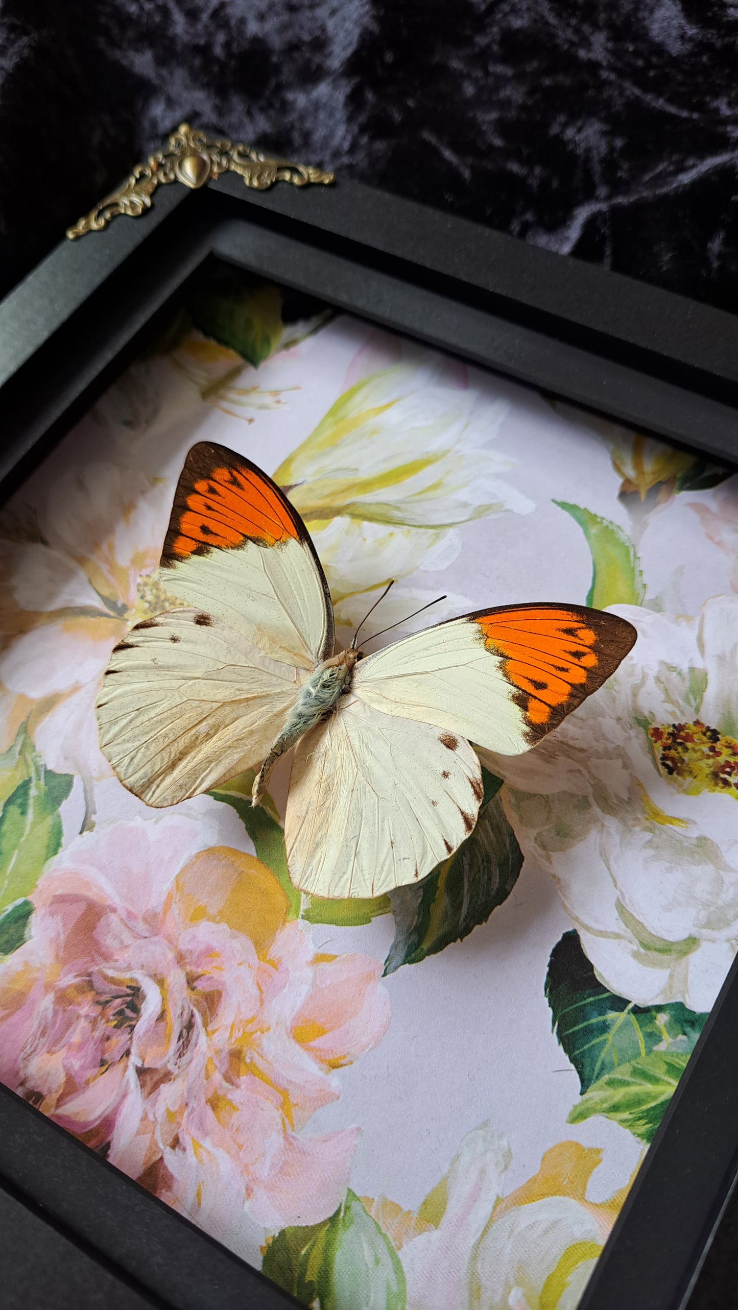 Giant Orange Tip Framed