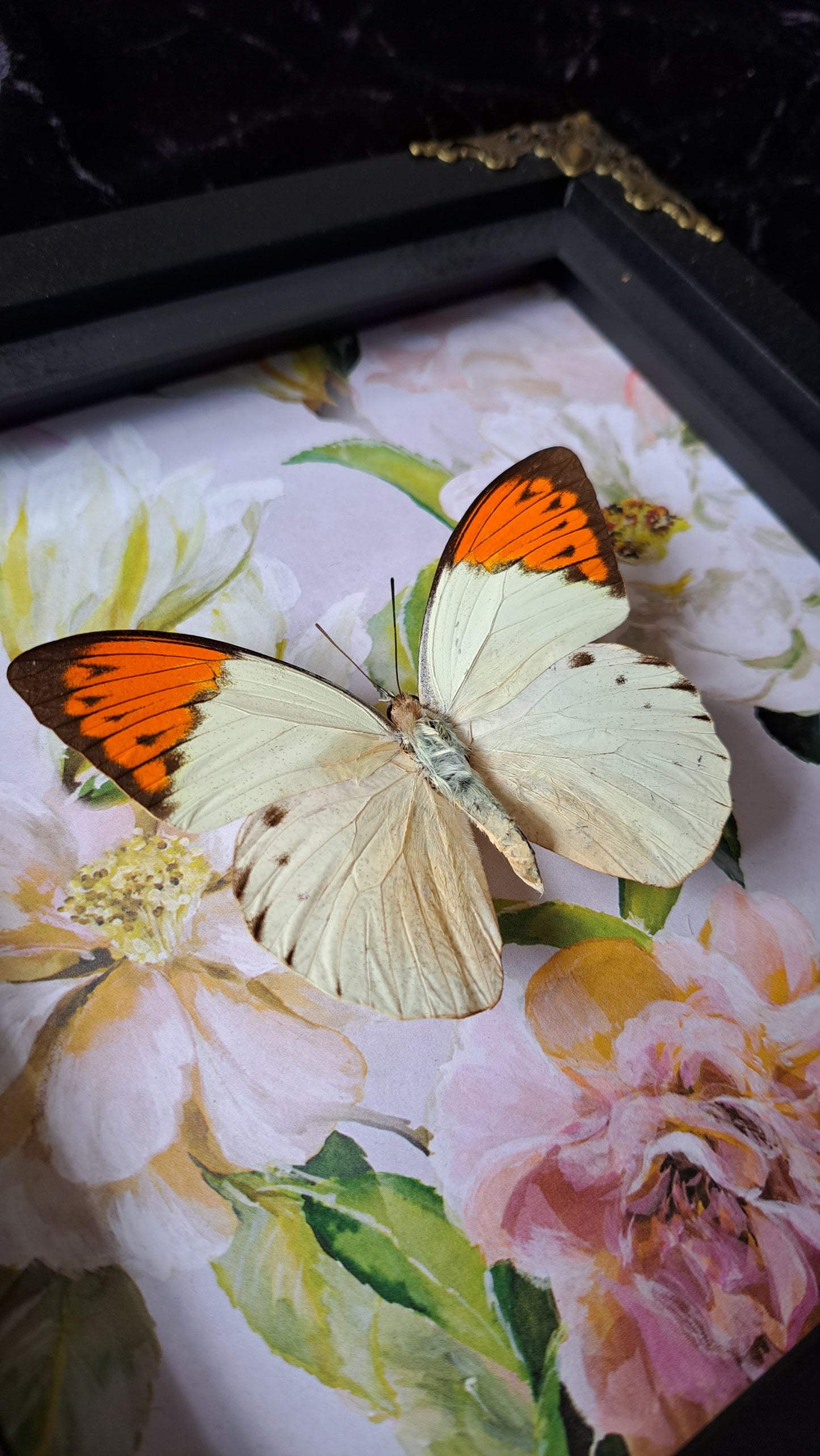 Giant Orange Tip Framed