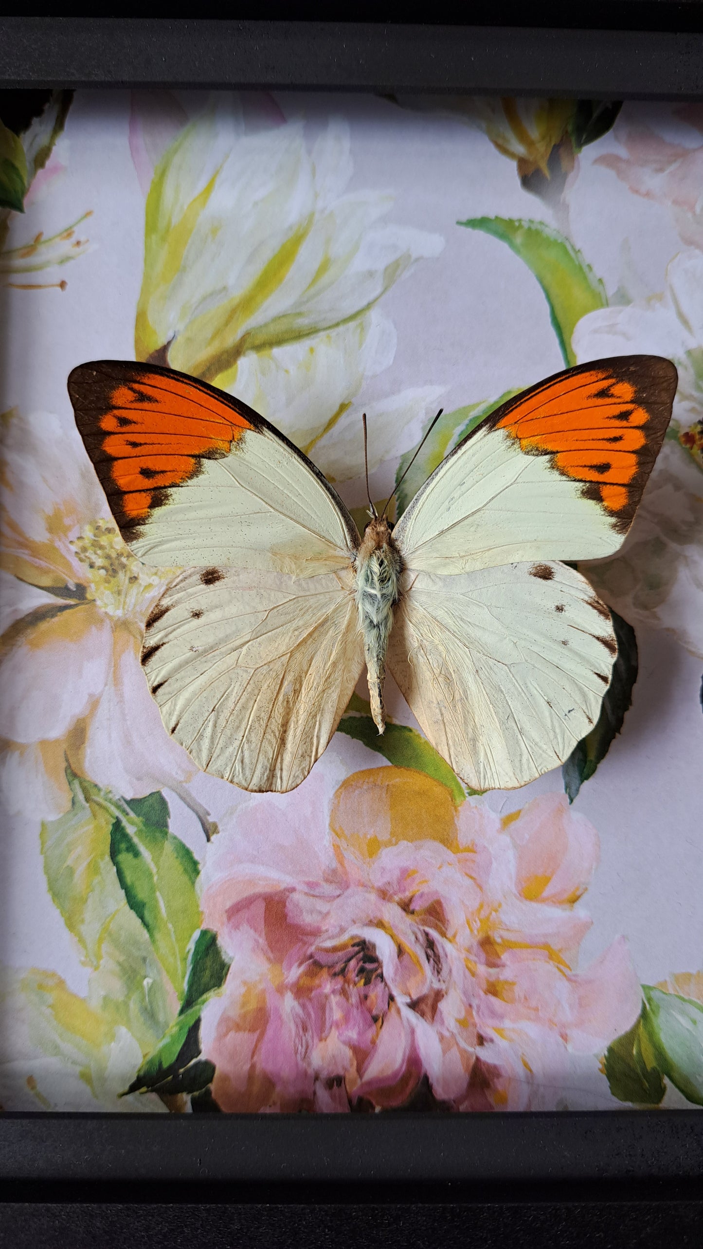 Giant Orange Tip Framed