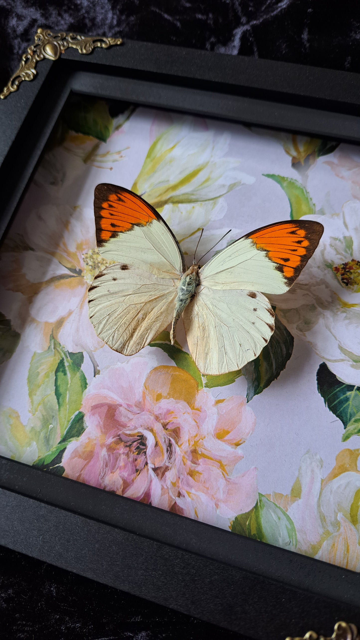 Giant Orange Tip Framed