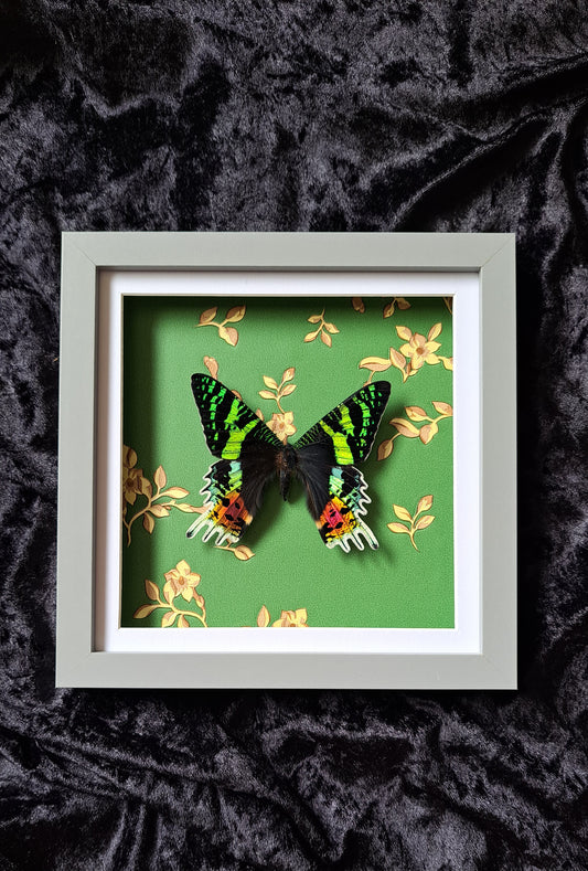 Madagascar Sunset Moth VERSACE Print Framed