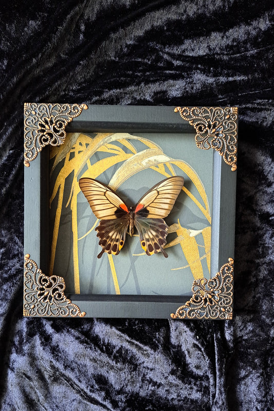 Great Yellow Mormon Framed