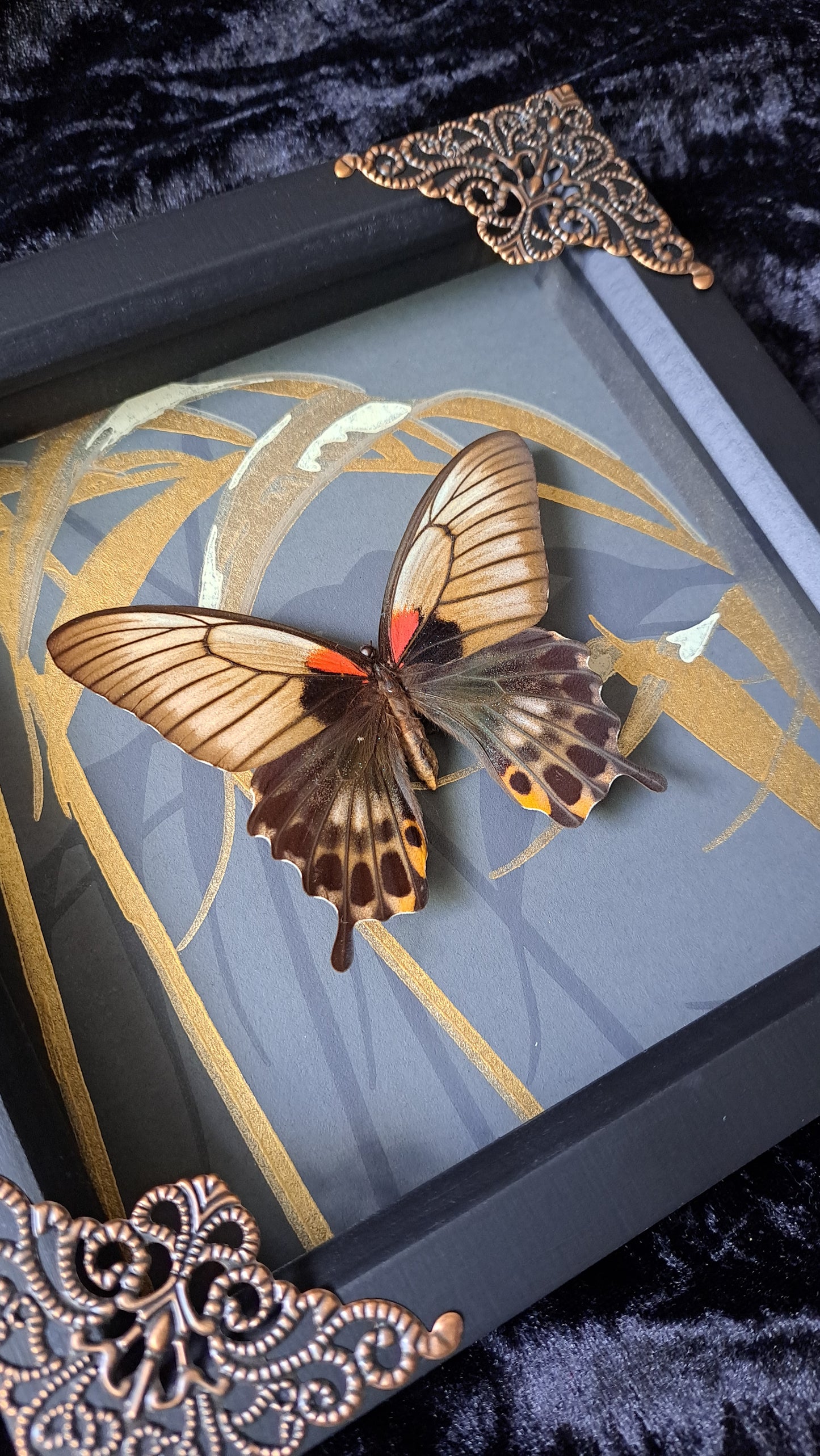 Great Yellow Mormon Framed