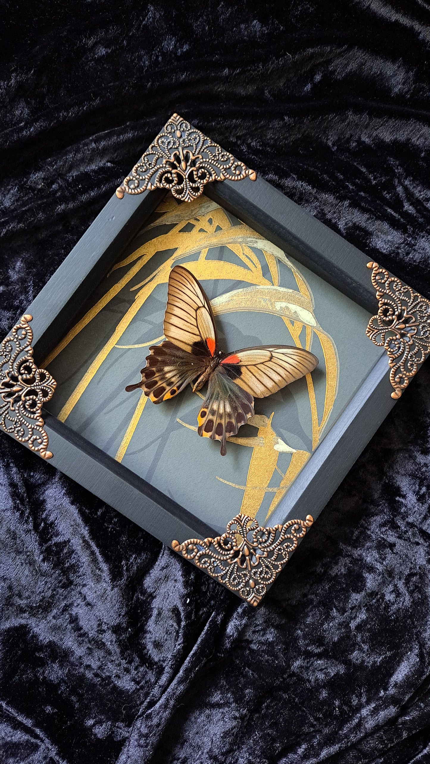 Great Yellow Mormon Framed