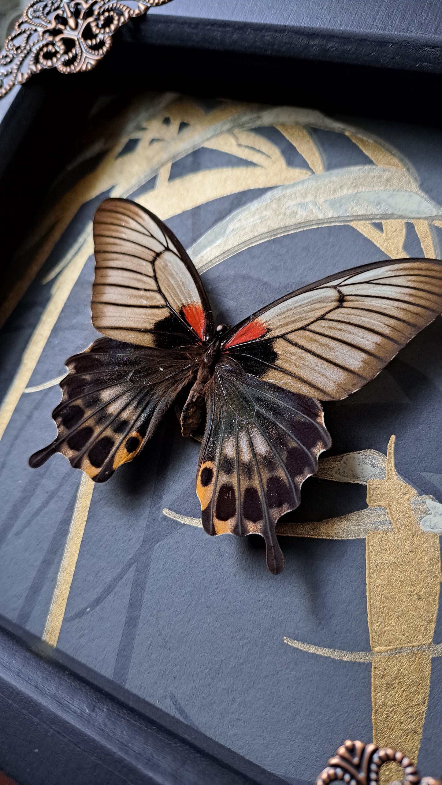 Great Yellow Mormon Framed