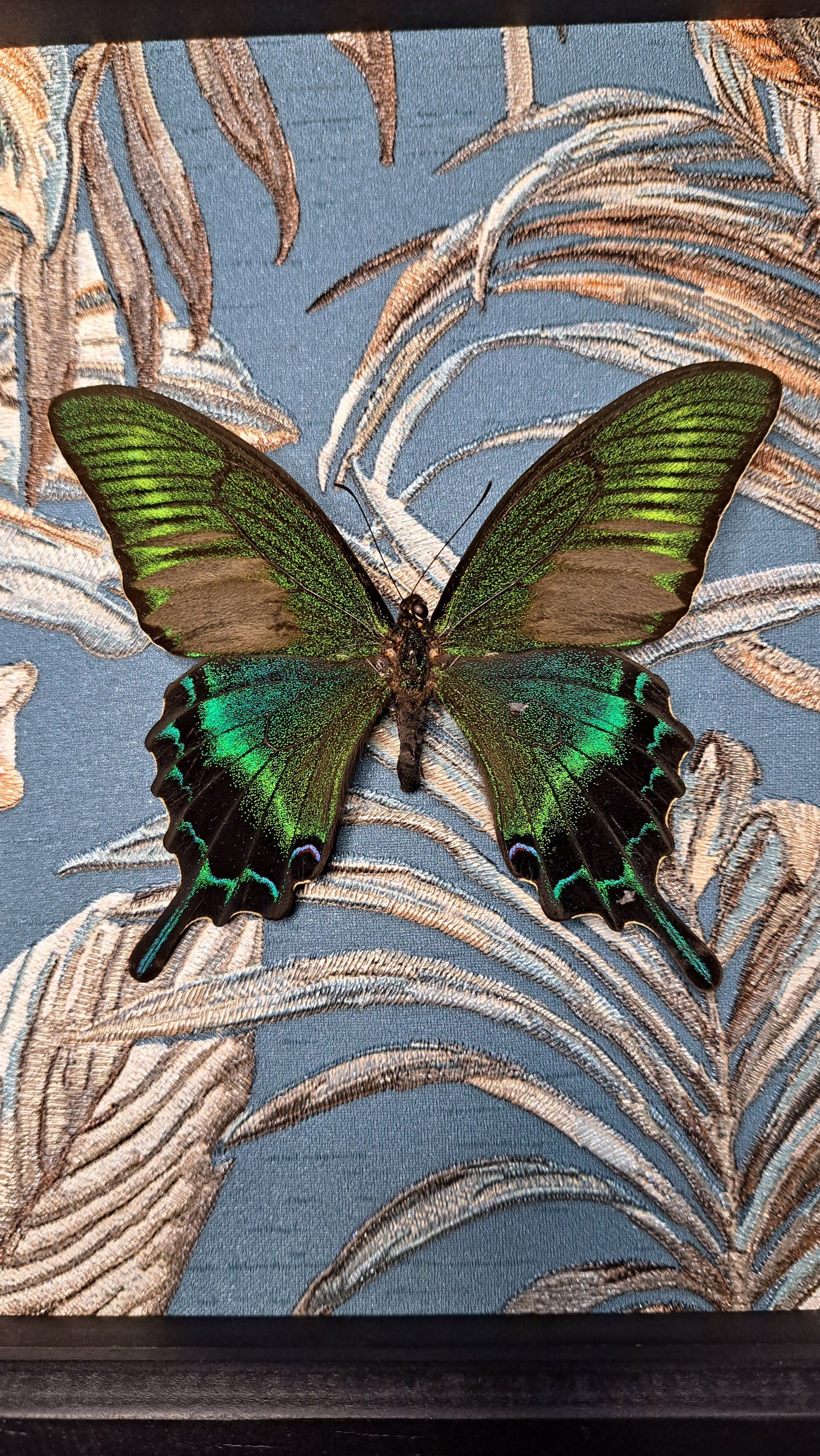 Alpine Black Swallowtail Framed