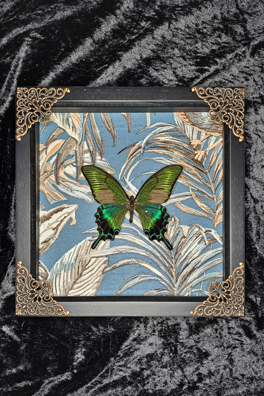 Alpine Black Swallowtail Framed