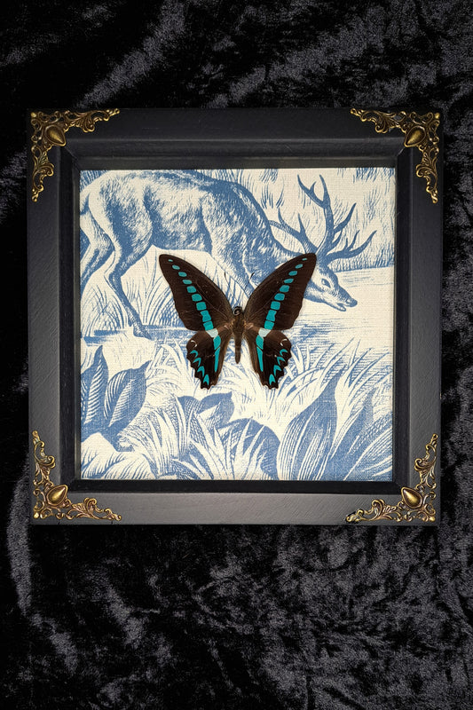 Milon's Swallowtail Framed