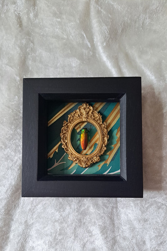 Tricolour Jewel Beetle Framed