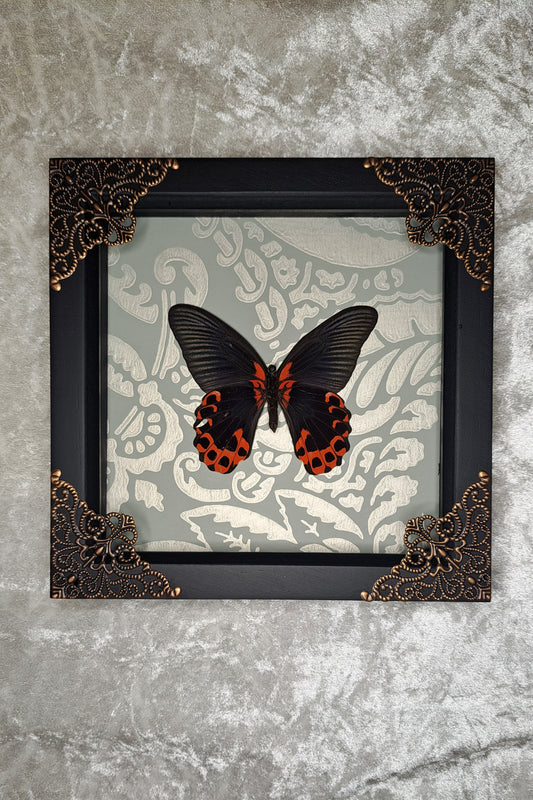 Scarlet Mormon Framed II