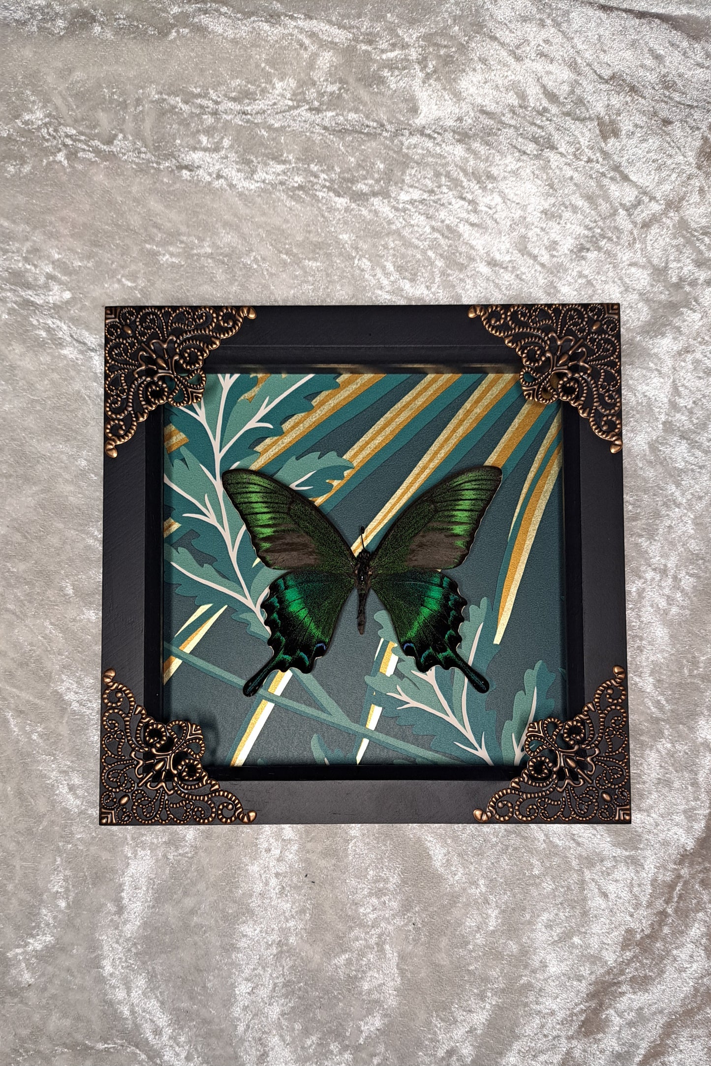 Alpine Black Swallowtail Framed II