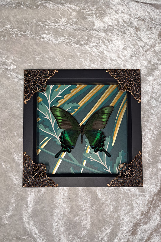 Alpine Black Swallowtail Framed II